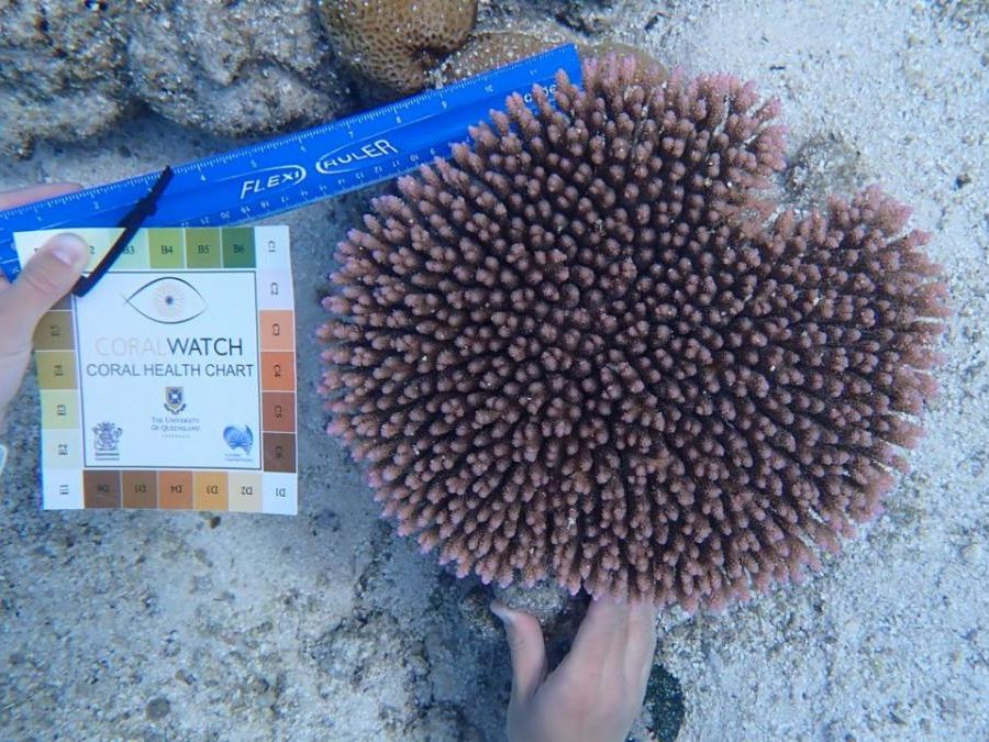 Image of a large brown coral and a research holding a color key card