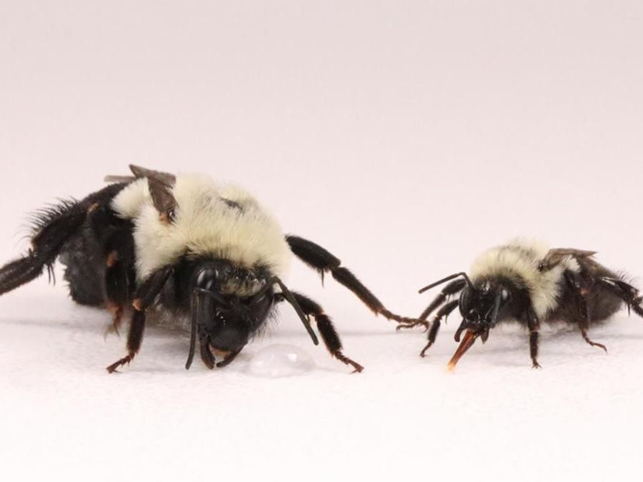Two bumblebees on a white background