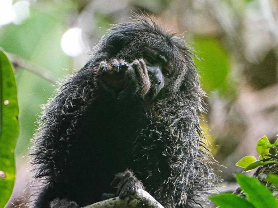 A small furry monkey eating and situated in the trees