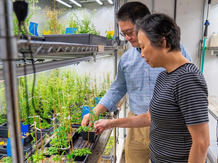 Two people in doors examining a tray of small plants
