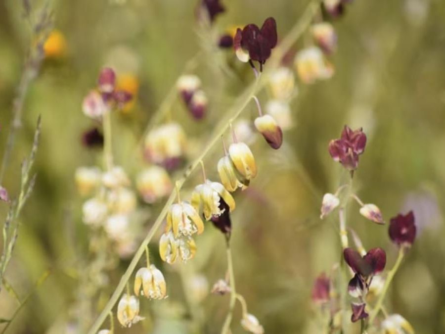 Close-up of blooming pale yellow and white bell-shaped flowers hanging along arched stems interspersed with rich maroon-purple blossoms