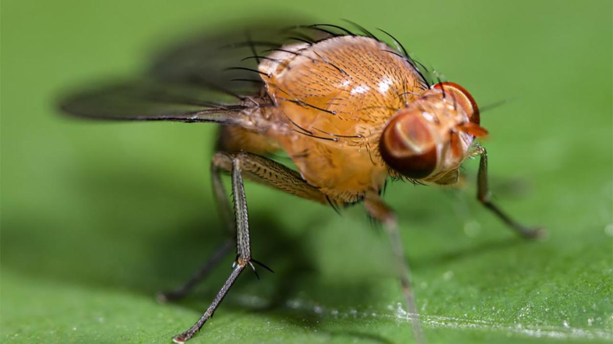 Closeup image of a small brown fruit fly