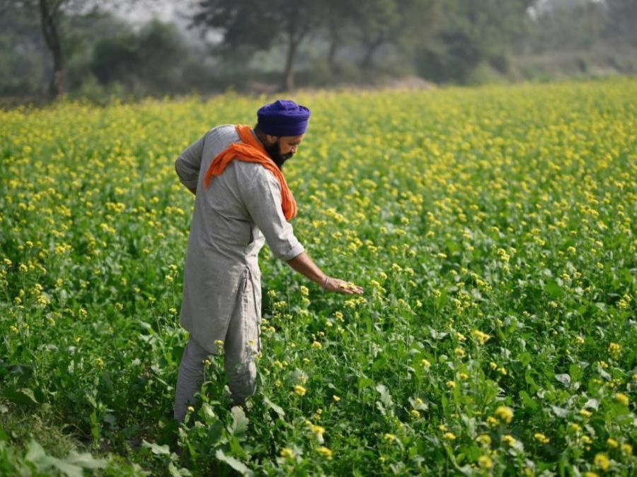 A man in a field of green plants with small yellow flowers