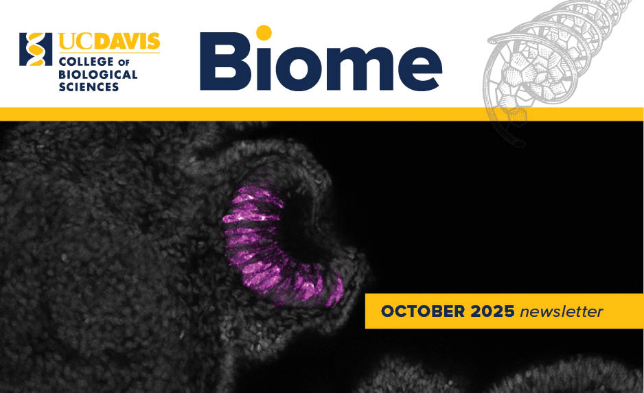 UC Davis College of Biological Sciences Biome newsletter cover October 2025 with microscopic image in purple