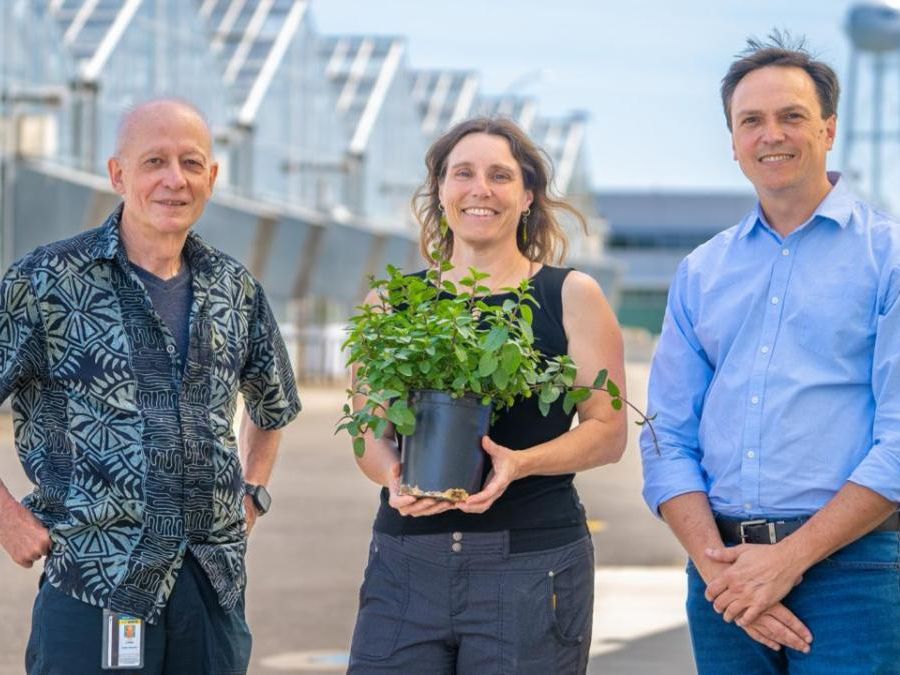 Two men and one woman standing outside, the woman is holding a small plant