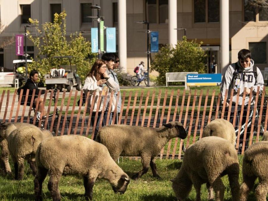 Sheep and onlookers on the UC Davis campus
