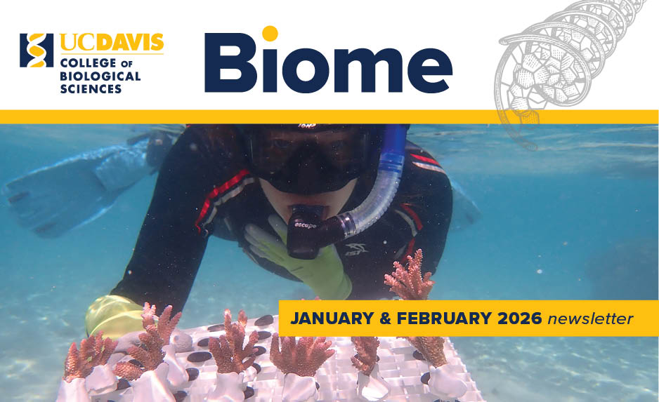 Email header for UC Davis College of Biological Sciences Biome newsletter showing a snorkeler tending coral fragments underwater.