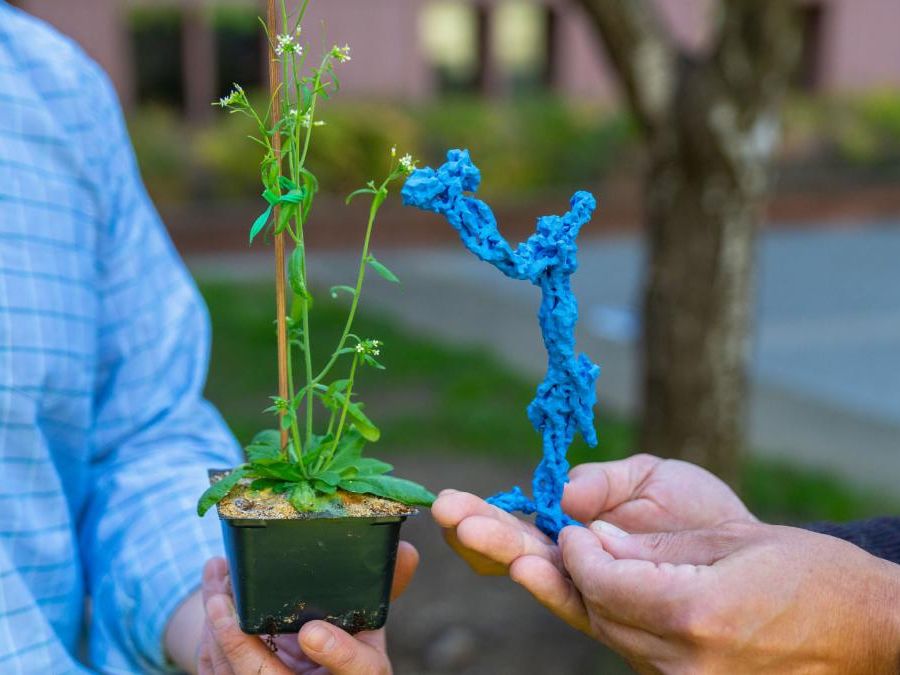 A small green plant and blue 3d-printed structure being held in open hands