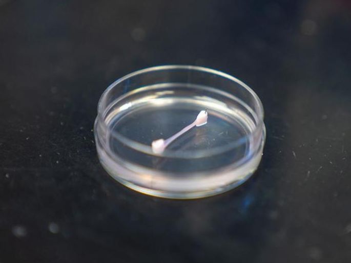 Lab-grown ligament resting in a clear petri dish on a dark laboratory surface