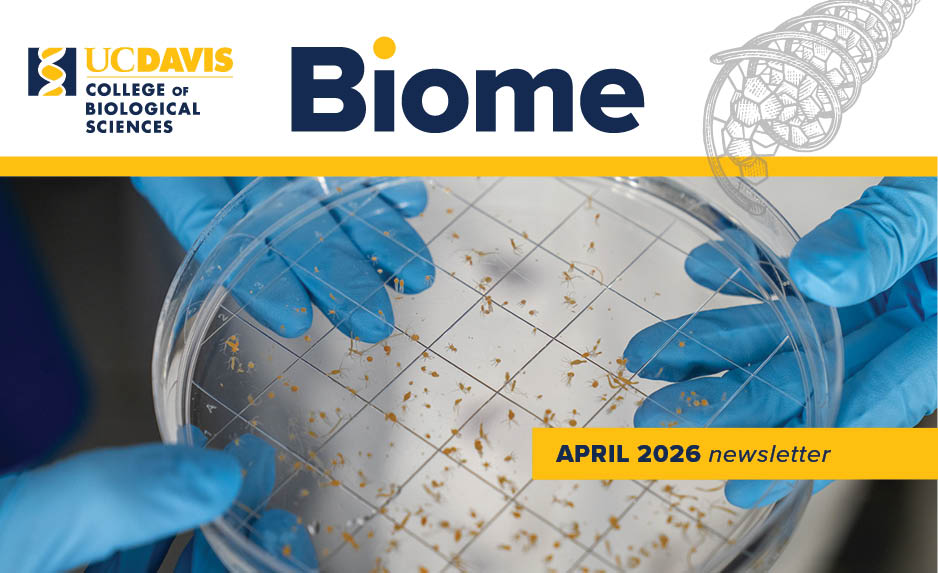 Gloved hands hold a petri dish with grid lines and small insect specimens, beneath UC Davis Biome April 2026 newsletter banner.