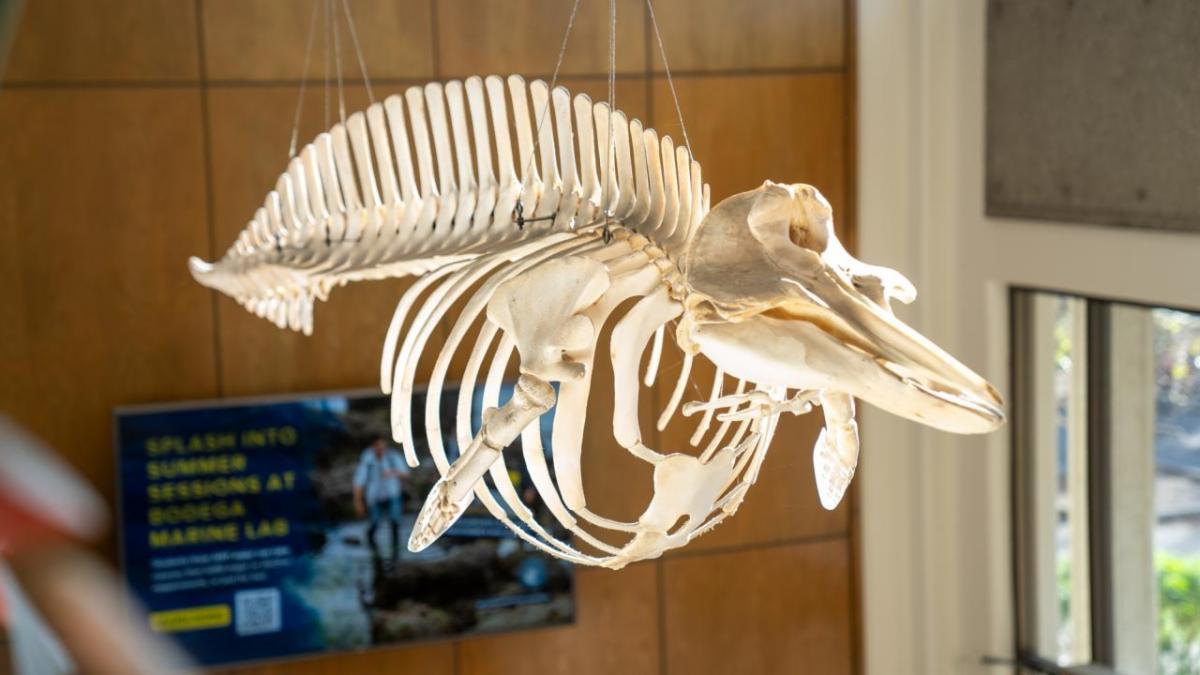 Image of a whale skeleton hanging in a building foyer
