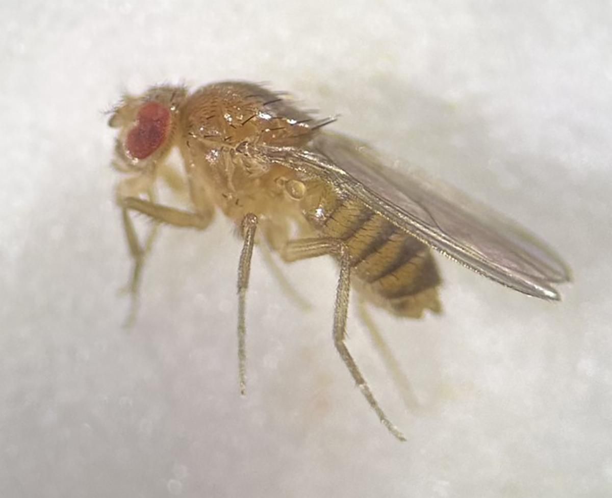 Close-up of a fruit fly with red eyes brown body and translucent wings against a light background