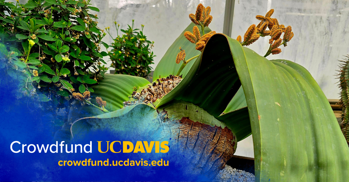 Beautiful plant image with "Crowdfund UC Davis" text on a blue gradient