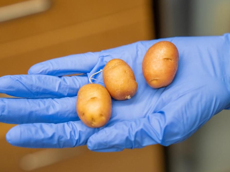 Hand in blue protective glove holding three small potatos