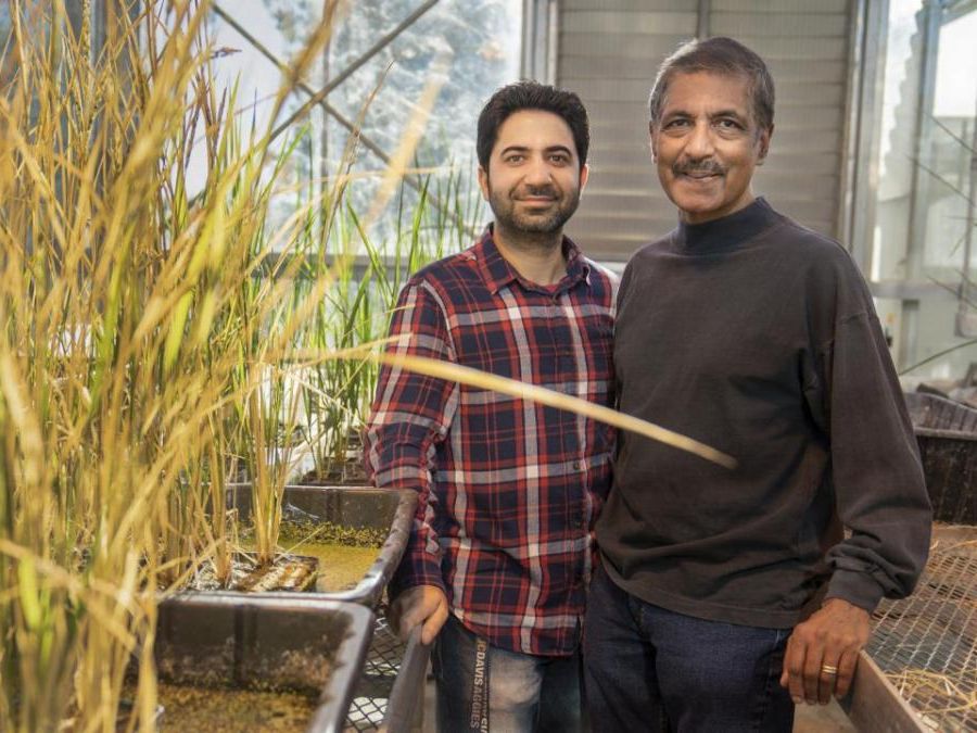 Two researchers standing in a greenhouse next to rice plants