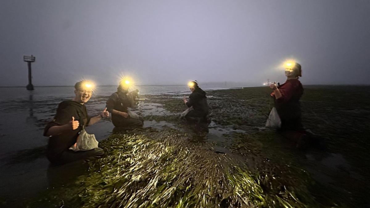 Four people in headlamps kneel on a dark foggy tidal flat collecting samples among wet seagrass