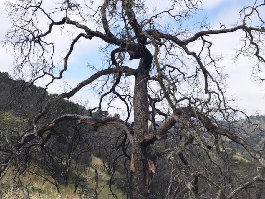 A dead oak tree against light blue sky