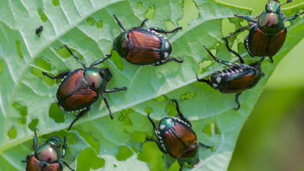 Colorful beetles on a green leaf