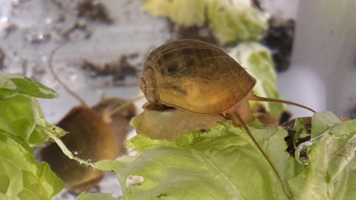 Golden apple snail eating lettuce in a lab setting