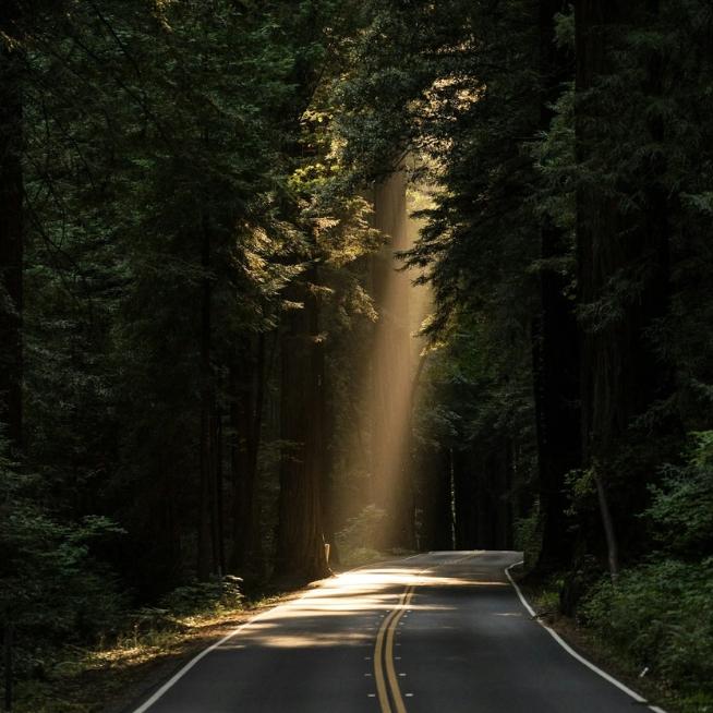 empty road with dappled sunlight and trees on either side