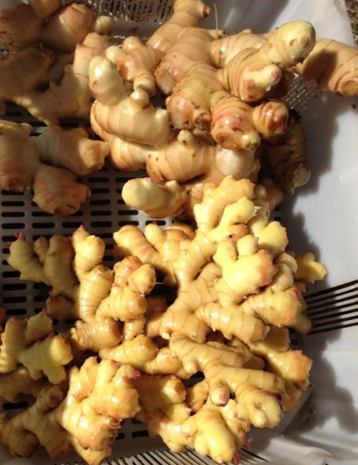 Satsuma season is here and now.