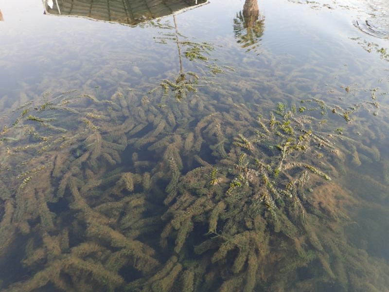 SUBMERSED AQUATIC VEGETATION CONTROL PROGRAM Bay Planning Coalition