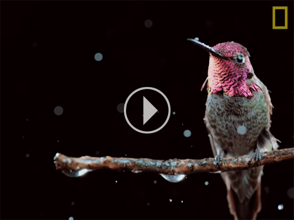 Humming Bird