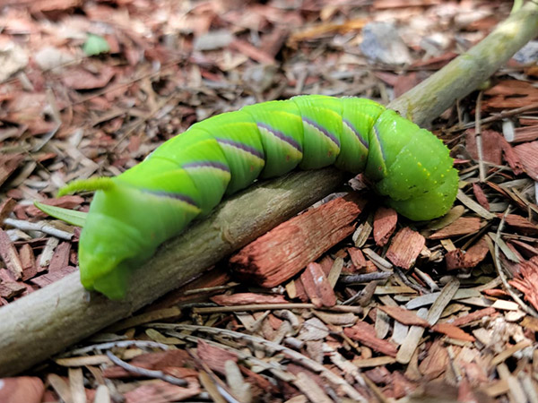 Sphinx Caterpillar