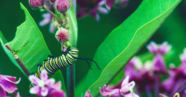 Monarch Butterfly Caterpillar