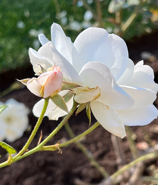 White Rose