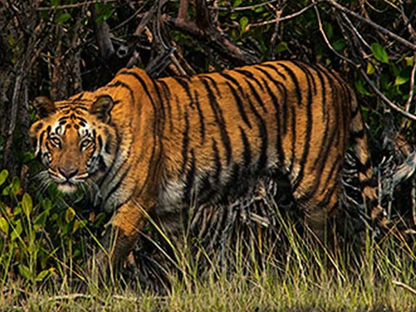 Sundarban Tiger