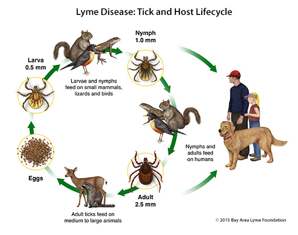 Lyme Disease