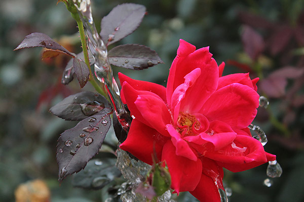 Beauty of the Rose