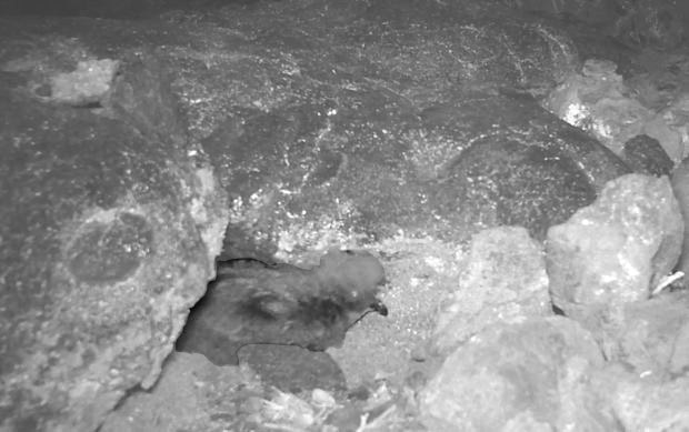 Petrel