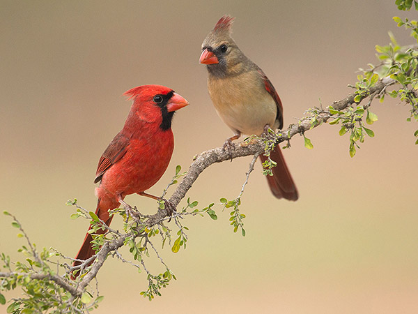 Cardinals