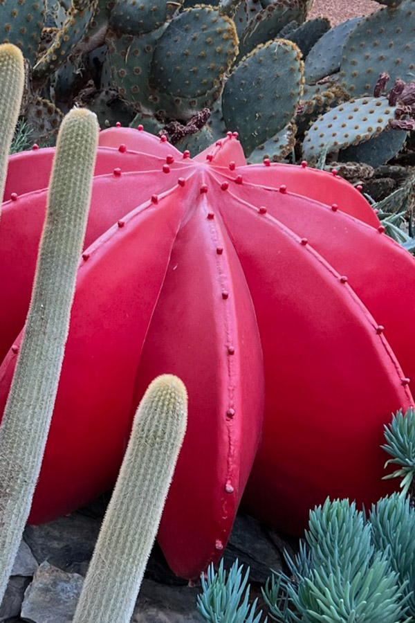 Red Suculent