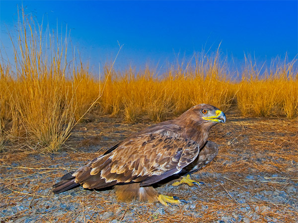 Thar Raptor