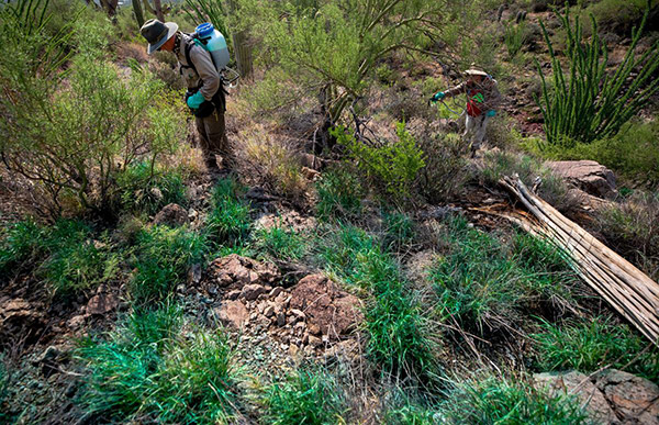 buffelgrass
