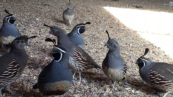 Desert Quail