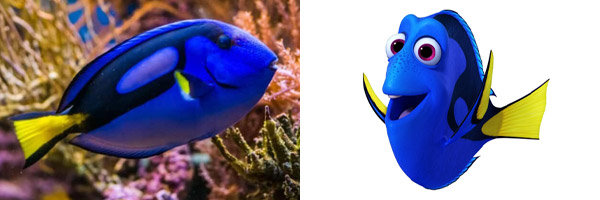 Dory