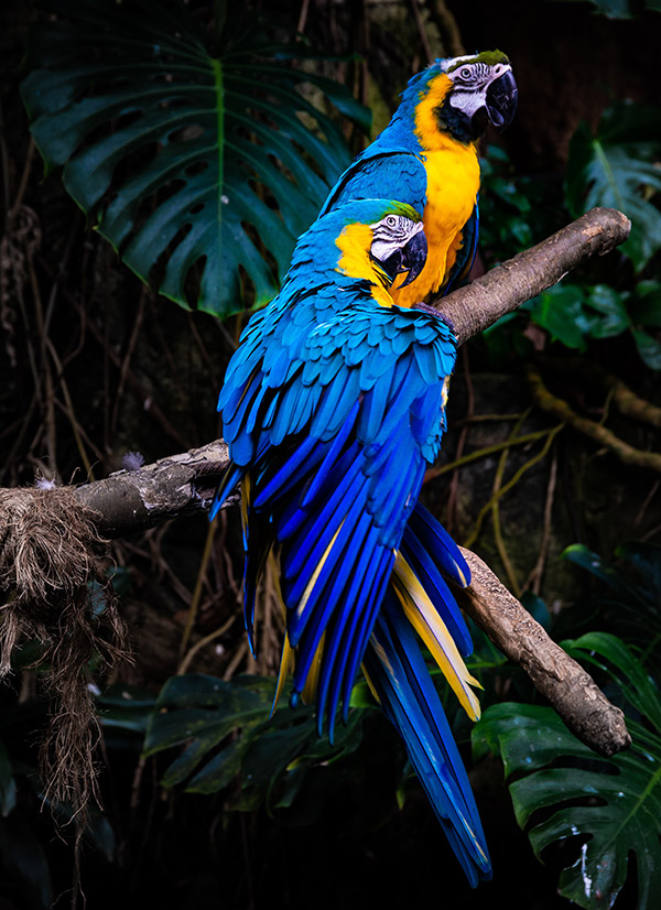 Parrots