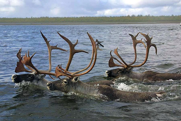 Bull Caribou