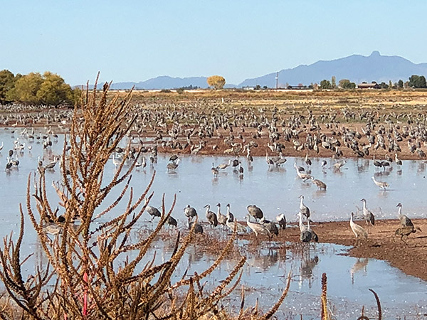 The Flock