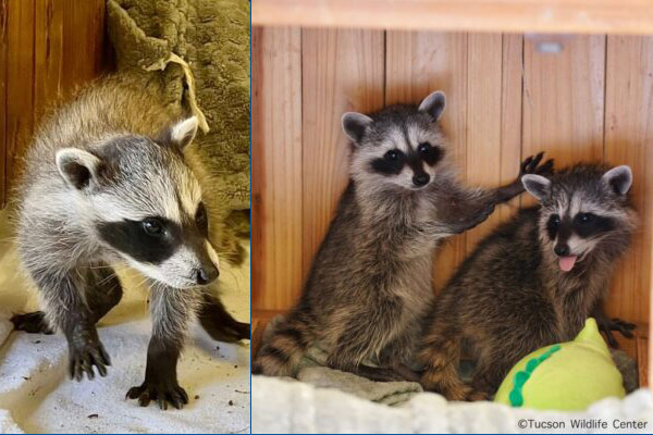 Baby Racoons