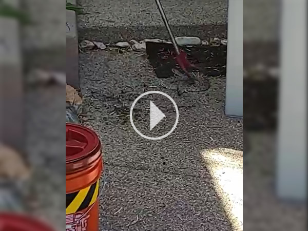 Rattlesnake