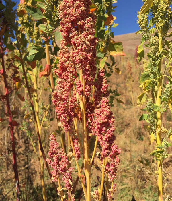 Quinoa