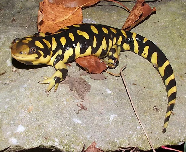 Sonoran Tiger Salamander