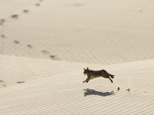 Desert National Park
