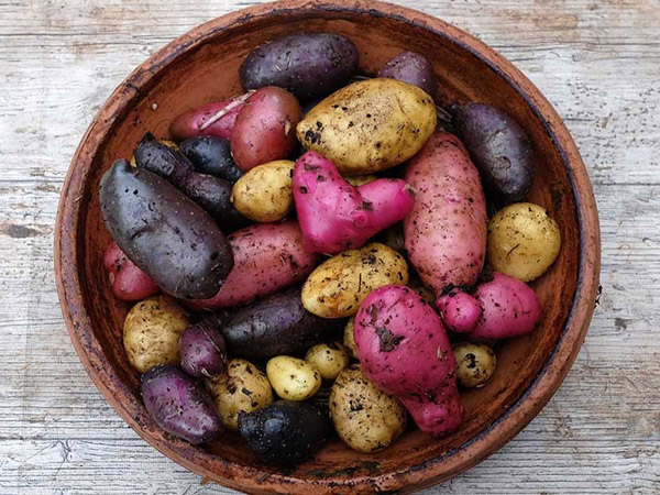 Potatos