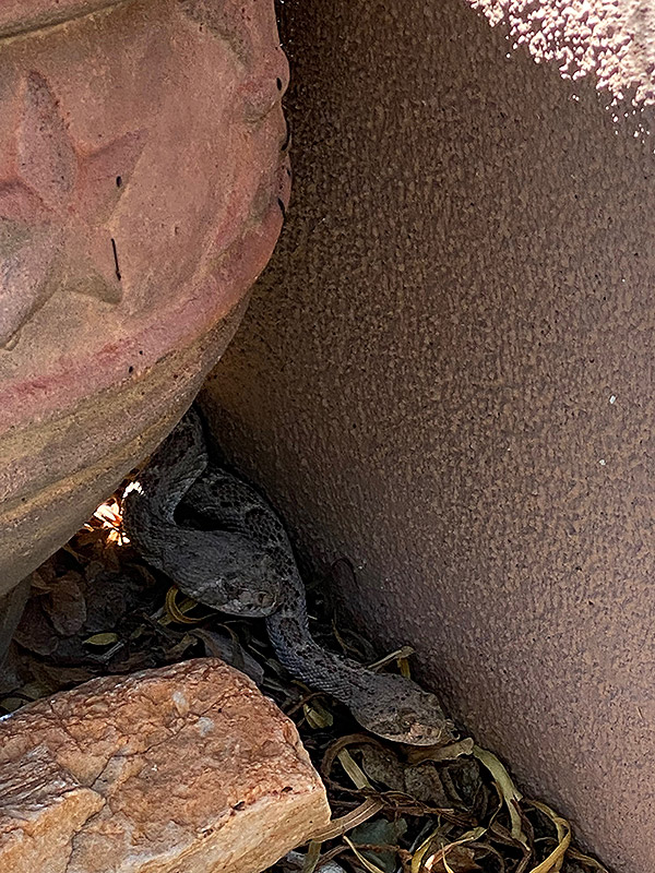 Rattlesnakes